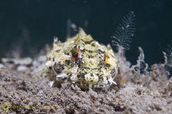 Long spined scorpion fish. North Wales. D200, 60mm. by Derek Haslam 